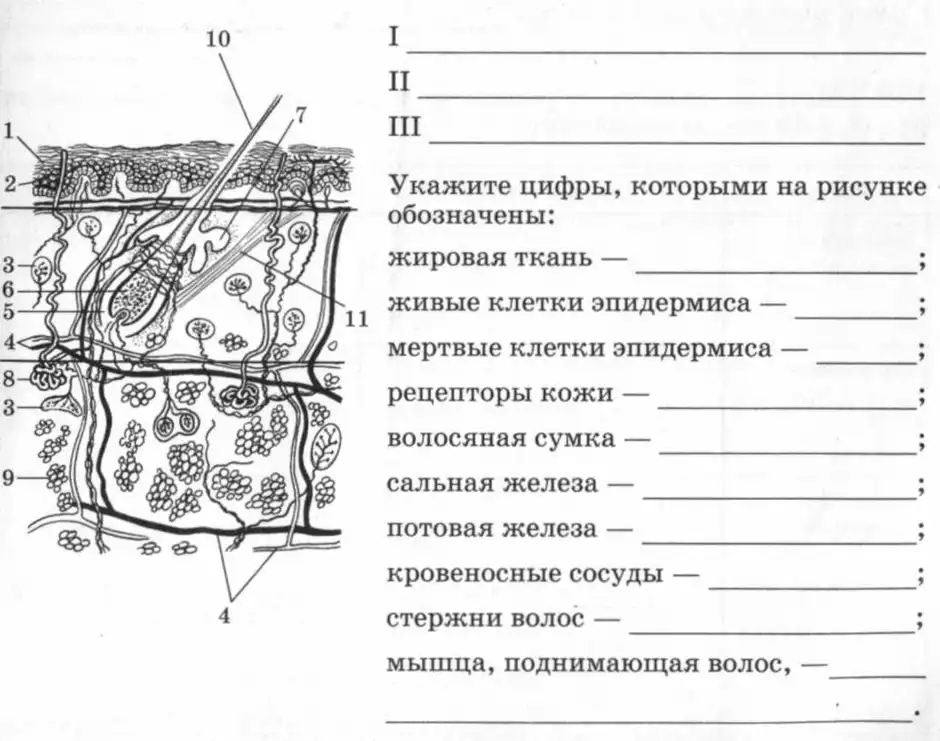 Рисунок кожи биология 8 класс