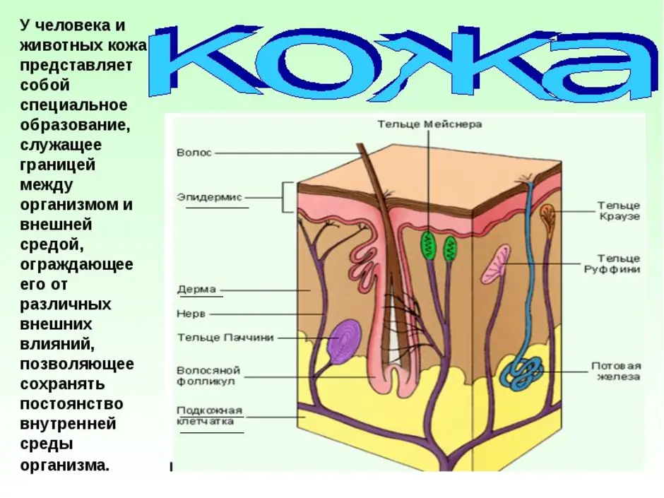 Кожа 4. Доклад о коже человека. Доклад на тему значение кожи. Строение кожи организма. Строение кожи человека 4 класс.