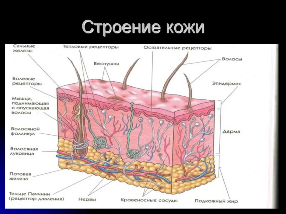 Какими буквами на рисунке обозначены структуры кожи человека выполняющие функции теплорегуляции