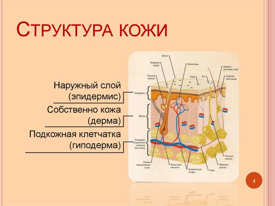 Строение кожи рисунок 8 класс с подписями