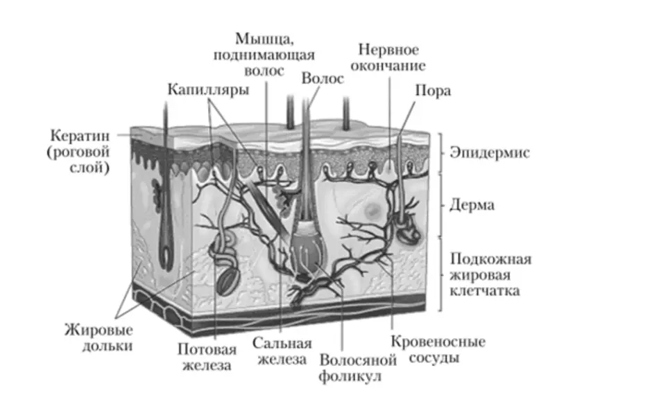 Строение кожи черно белый рисунок