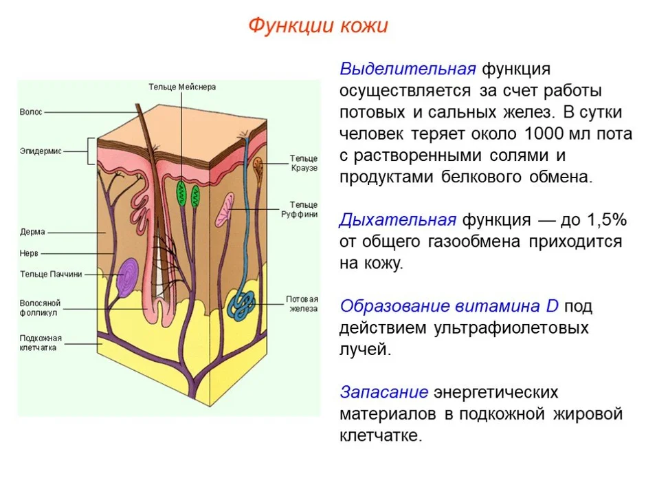 Рисунок по биологии строение кожи 8 класс