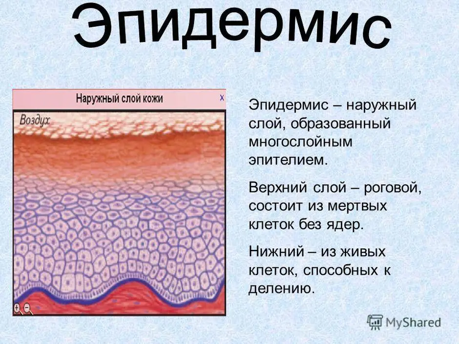 Эпидермис кожи человека фото и описание что такое