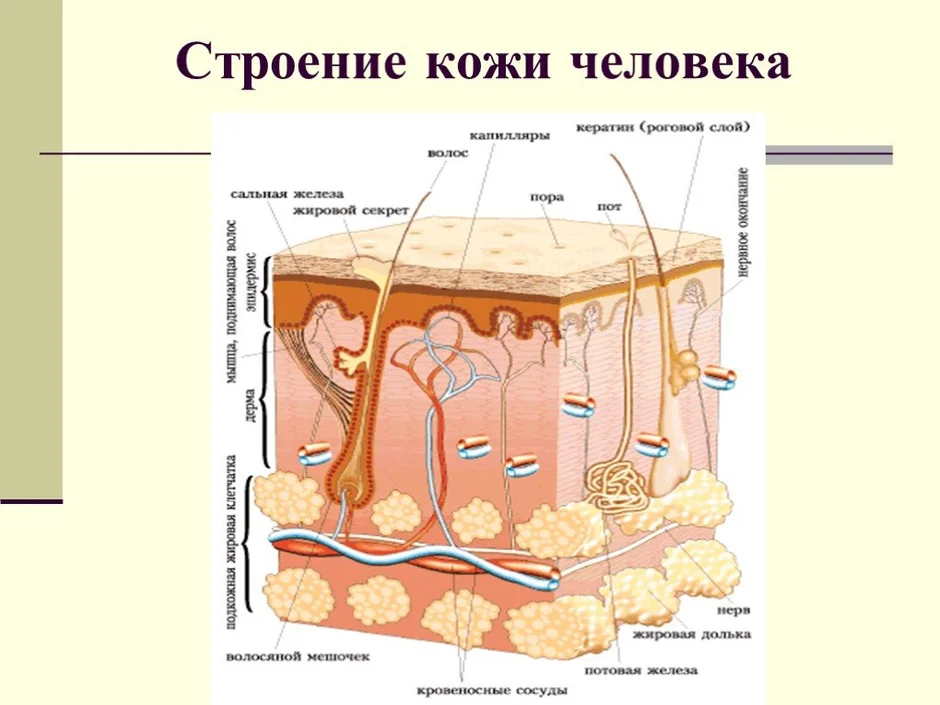 Элементы кожи рисунок с подписями