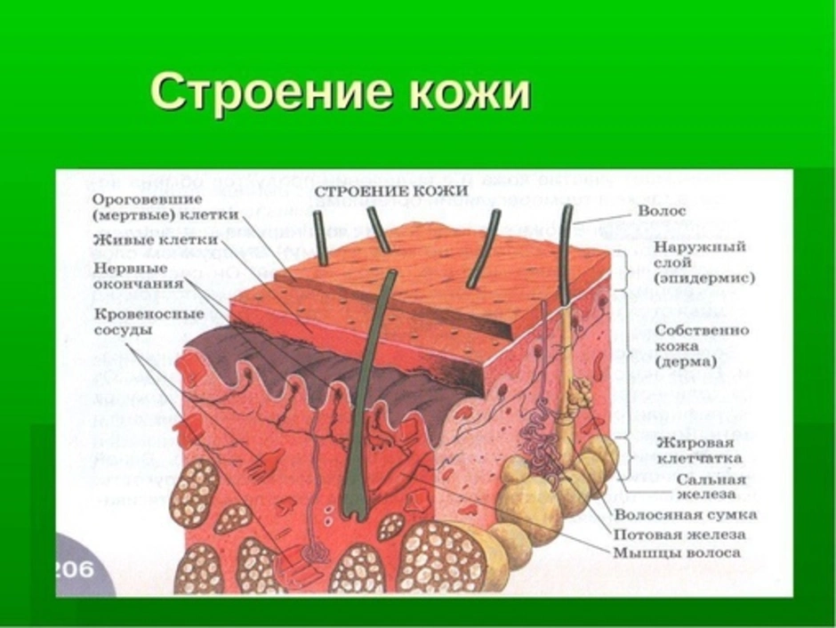 Какую функцию выполняет структура кожи обозначенная на рисунке под буквой а