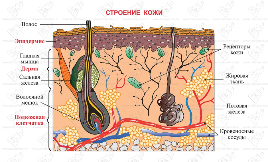 Назовите три слоя кожи и обозначьте их на рисунке