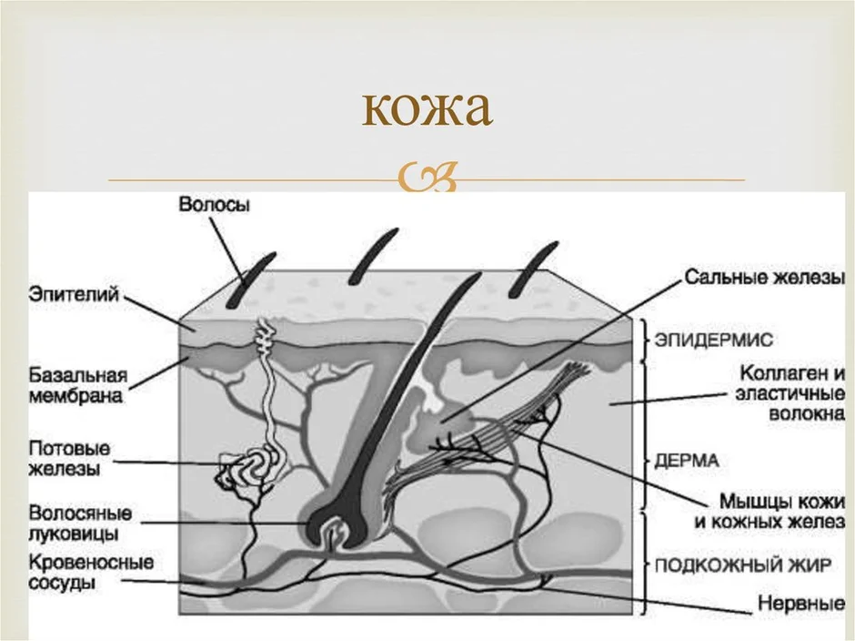 Рисунок кожи биология 8 класс