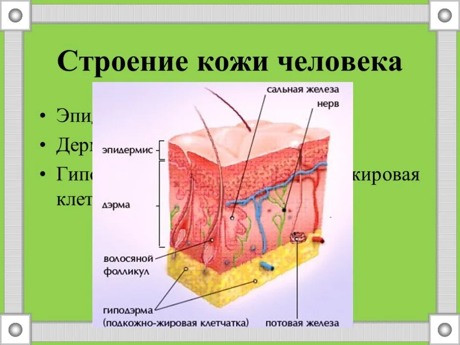 Рисунок по биологии строение кожи 8 класс