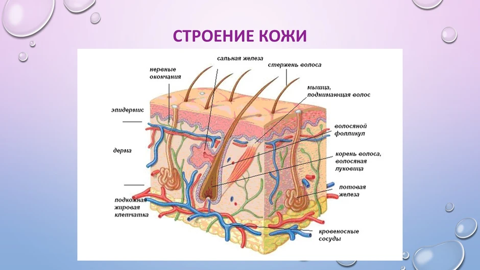 Рисунок кожи биология 8 класс