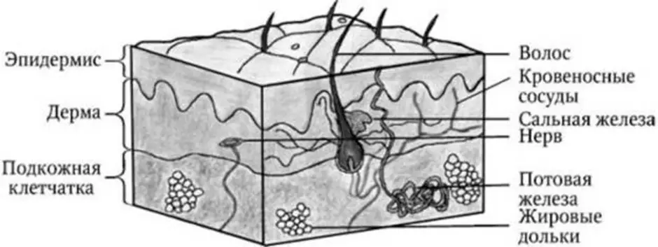 Строение кожи рисунок легкий