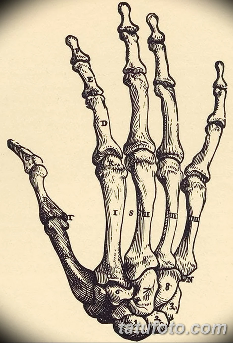 Кости руки человека рисунок на руке