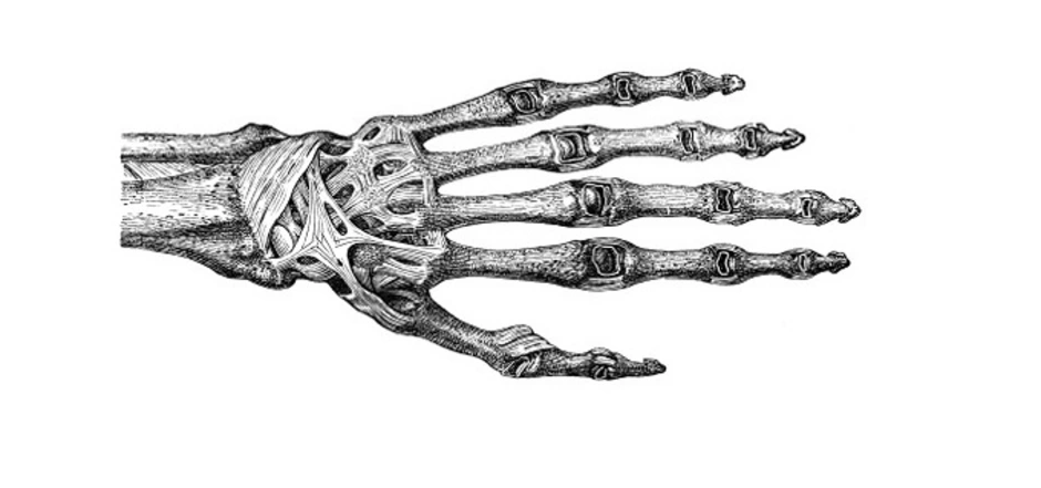 Скелет пальцев человека. Скелет руки. Скелет кисти. Кости кисти человека. Кисть руки скелет.