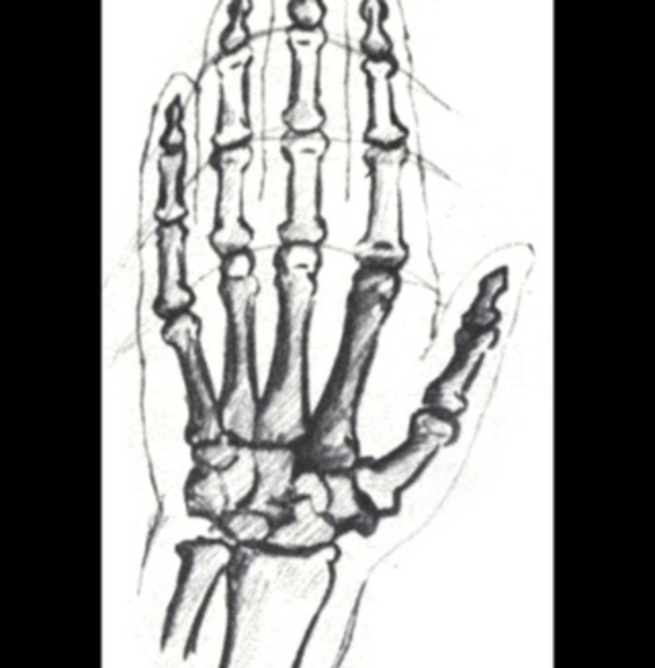 Рисунок кости на руке. Кисть руки скелет. Левая кисть руки скелет. Рука скелета рисунок. Скелет кисти левой руки.