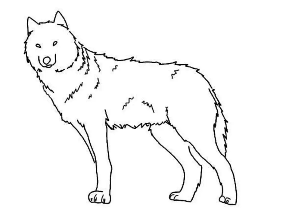 Волк поэтапно для детей. Волк рисунок. Волк рисунок для детей. Волк в полный рост рисунок. Рисовать волка.