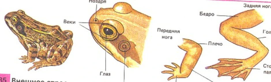 Внутреннее строение лягушки рисунок