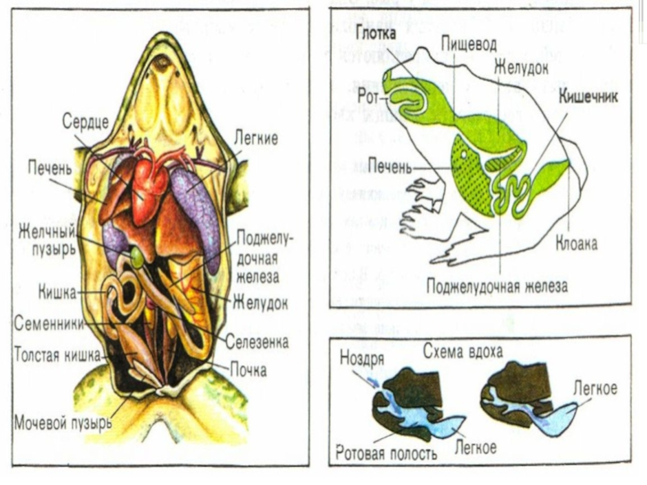 Рассмотрите рисунок напишите название внутренних органов лягушки