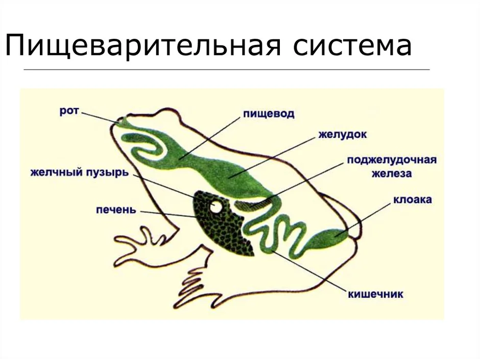 Рассмотрите рисунок напишите названия частей пищеварительной системы лягушки обозначенных цифрами