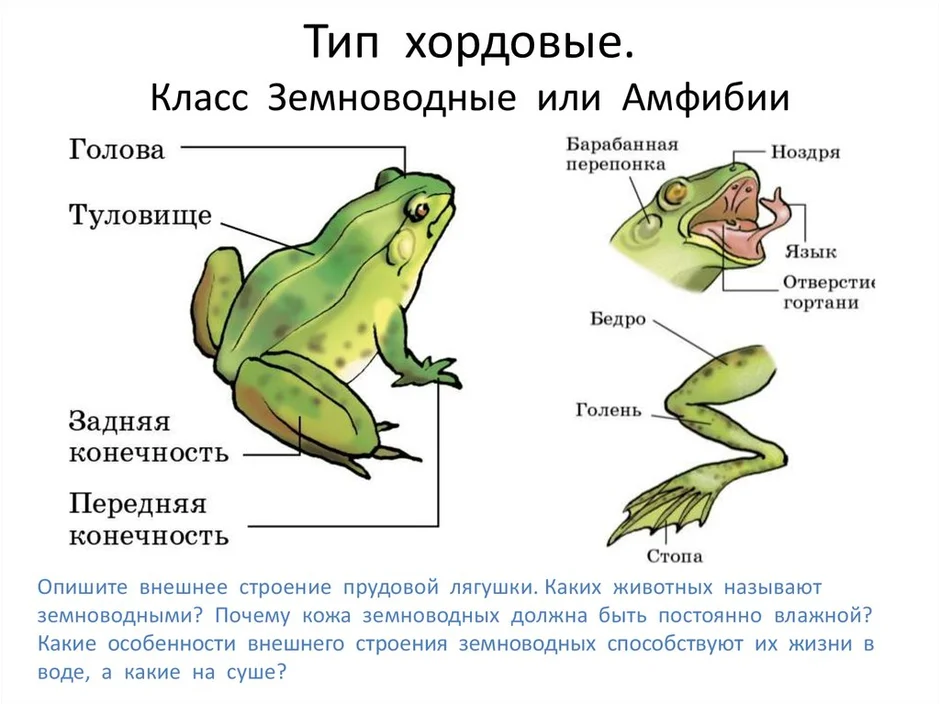 Рисунок земноводных по биологии 7 класс