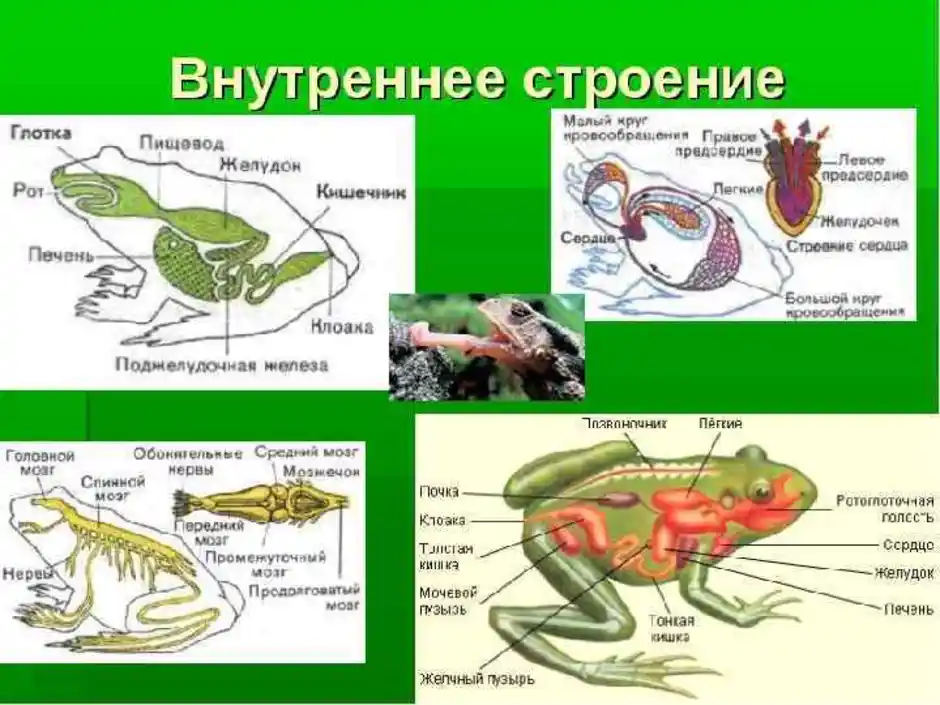 Размножение строение земноводных. Земноводные строение тела биология 7 класс. Внешнее строение земноводных рисунок.