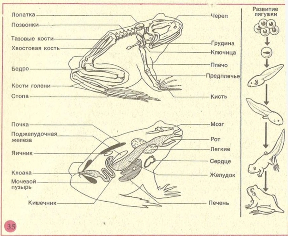 Рисунок земноводных по биологии 7 класс