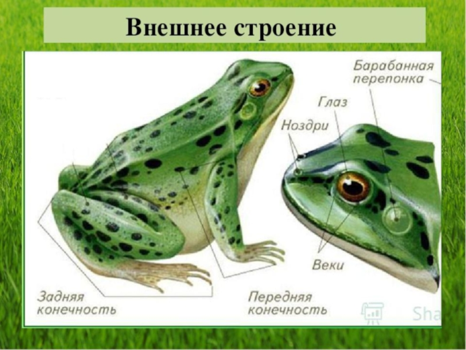 Особенности организма земноводных. Бесхвостые земноводные строение. Бесхвостые амфибии наружное строение. Внешнее строение бесхвостых земноводных. Внешнее строение Озерной лягушки.