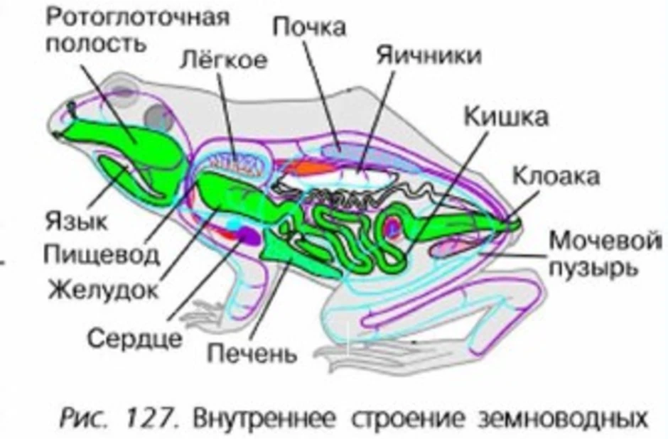 Рассмотрите рисунок напишите название внутренних органов лягушки