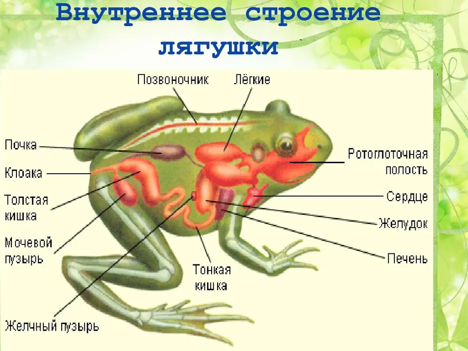 Какой скелет у лягушки