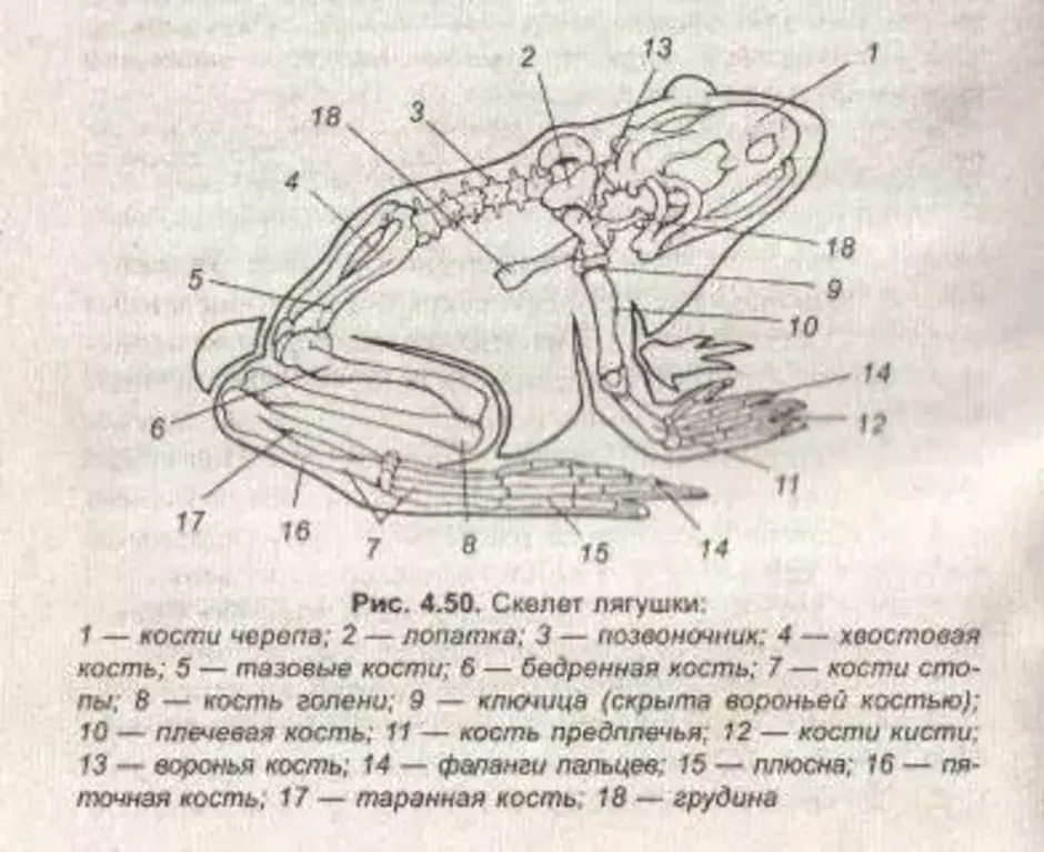 Нарисовать скелет лягушки