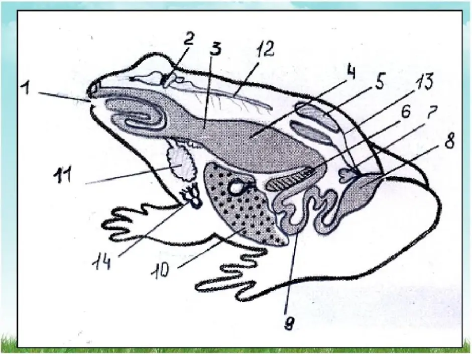 Части лягушки. Внутреннее строение земноводного. Внутреннее строение лягушки. Внутреннее строение земноводного лягушки. Внутреннее строение земноводных лягушка.