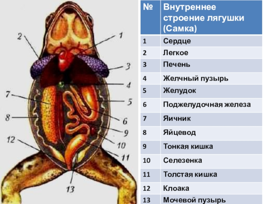 Основные части лягушки