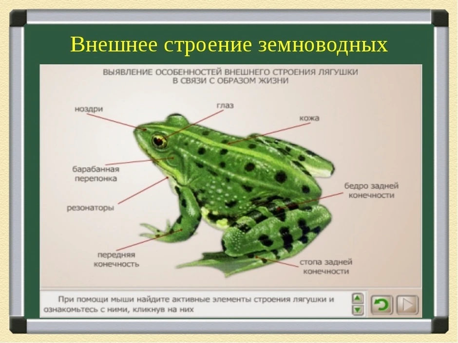 7 класс презентация внутреннее строение земноводных 7