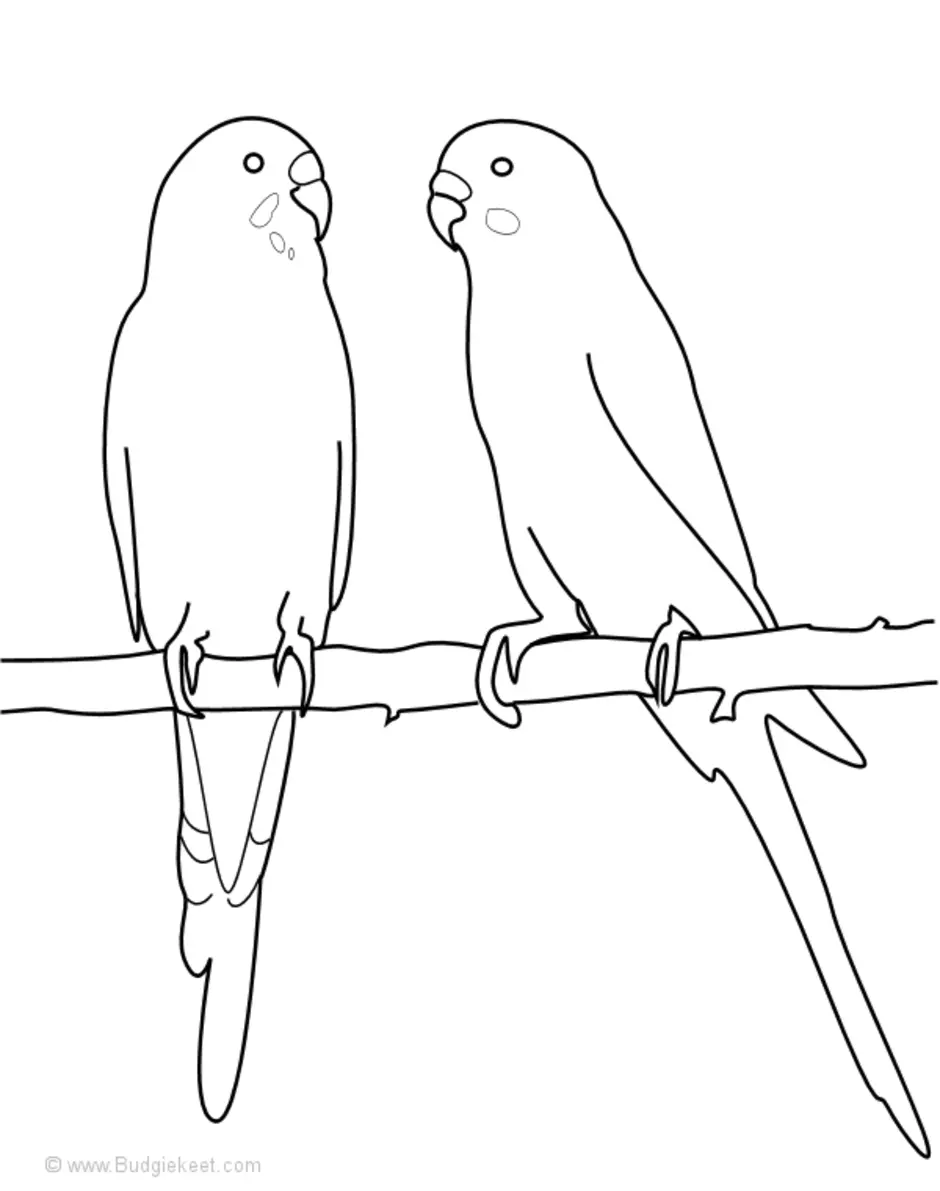 Раскраска два волнистых попугайчика