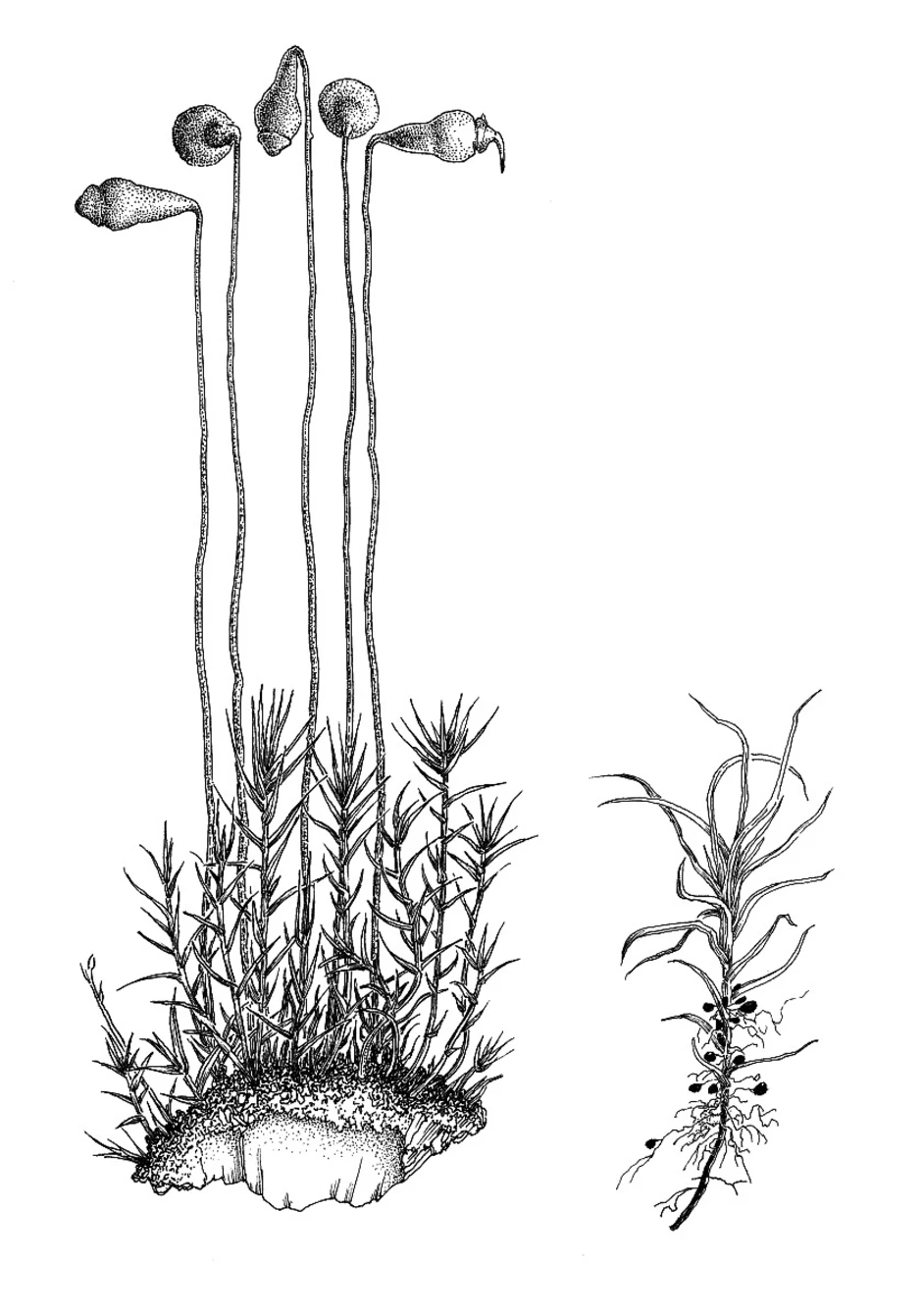 Рисунок растения мха. Leptobryum pyriforme. Мох фунария строение. Сфагнум ботаника. Фунария и Кукушкин лен.