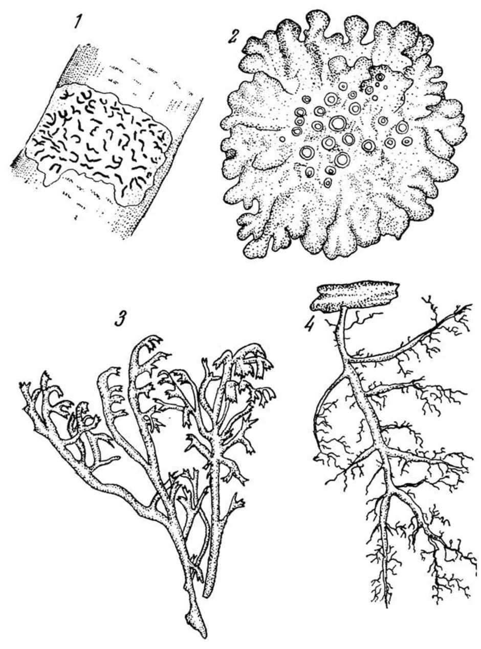 Рисунок лишайника. Графис лишайник накипной. Накипные лишайники биология. Ягель строение. Таллом у мхов.