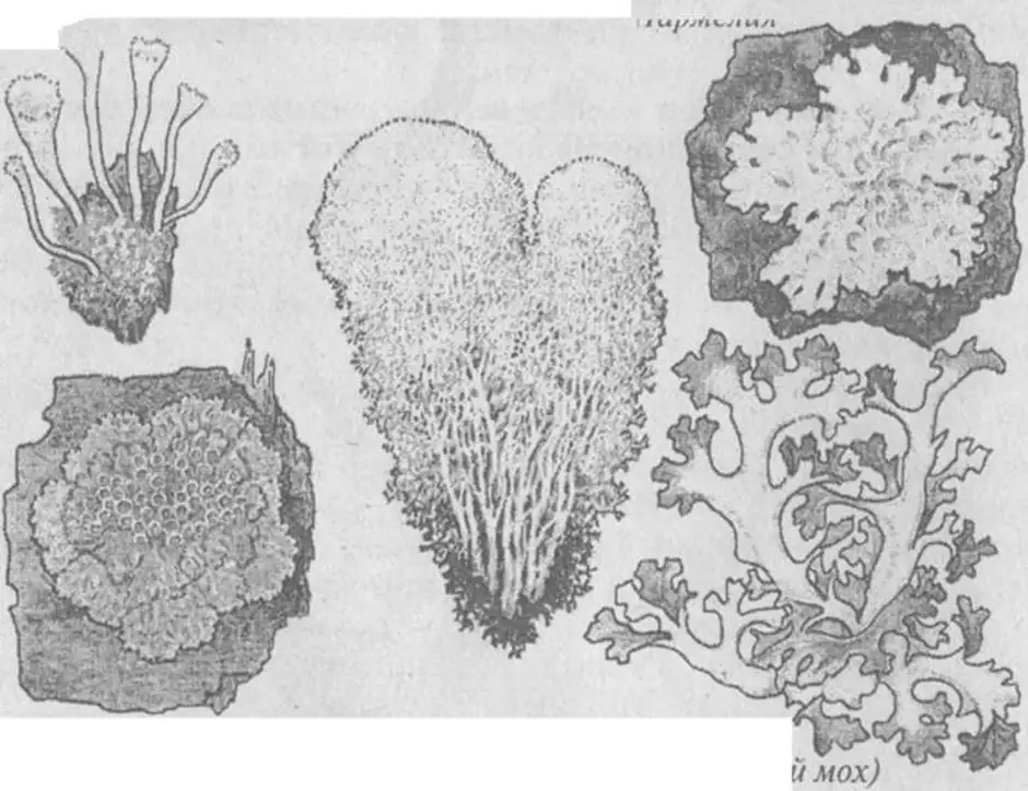 Нарисовать лишайник 5 класс биология