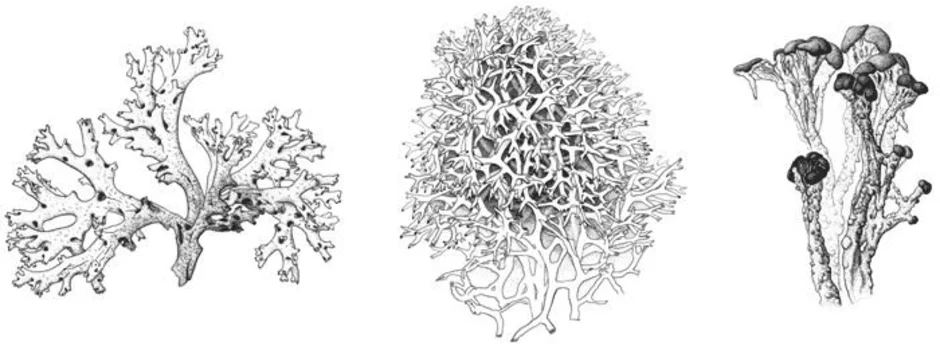 Лишайник кладония рисунок
