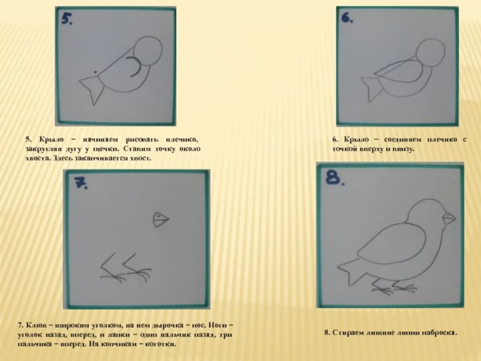 Поэтапное рисование птицы в подготовительной. Рисование воробья в подготовительной группе. Поэтапное рисование воробья. Рисование воробья в старшей группе. Поэтапное рисование воробья в средней группе.