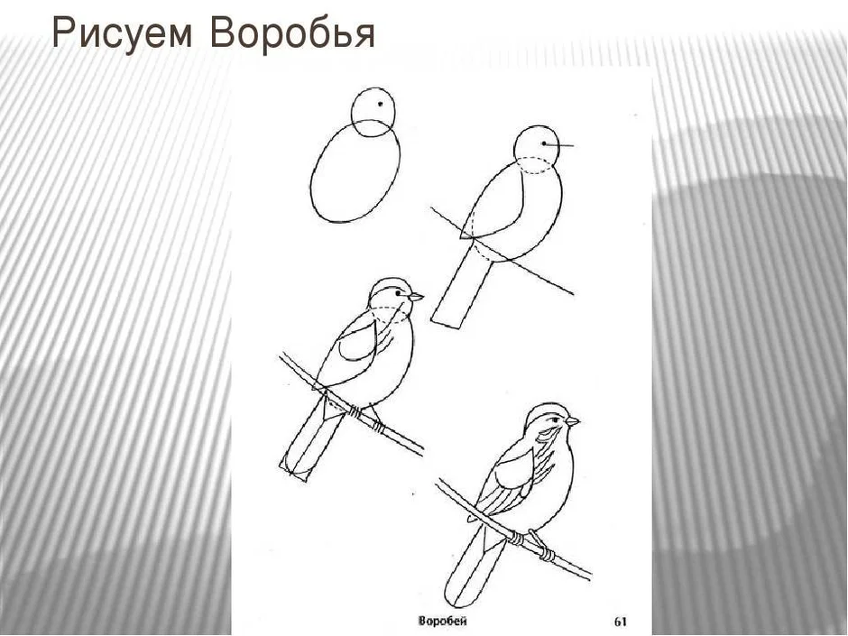 Как нарисовать воробья на веточке