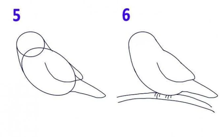 Как рисовать птичку поэтапно