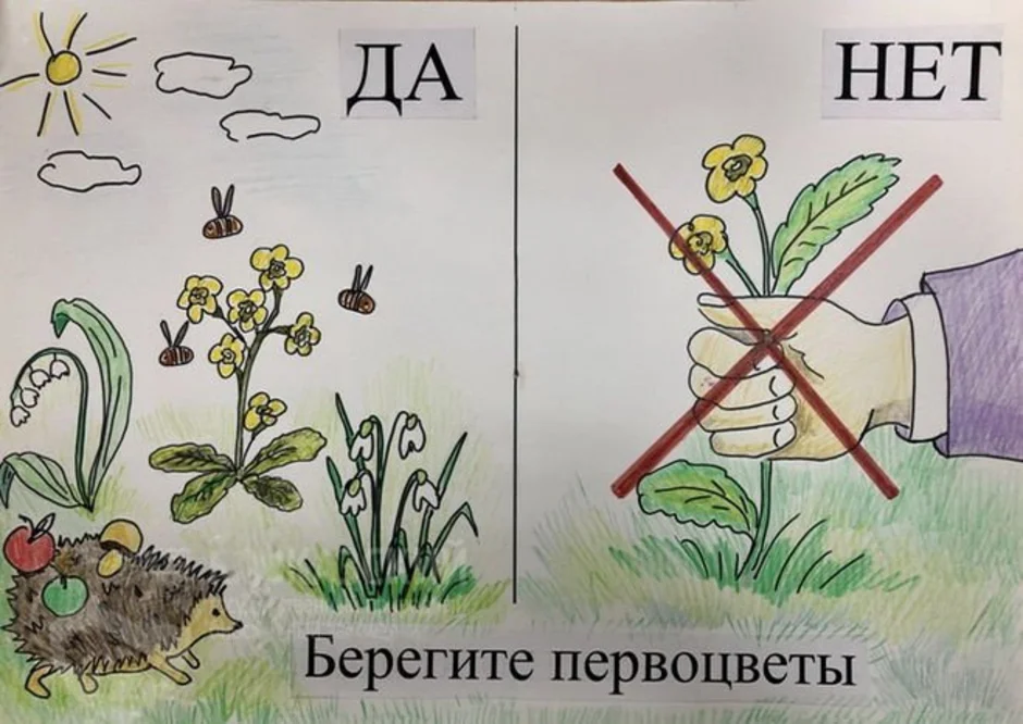 Плакат первоцветы. Плакат берегите первоцветы. Плакат берегите растения. Плакат в защиту первоцветов. Плакат береги растения.