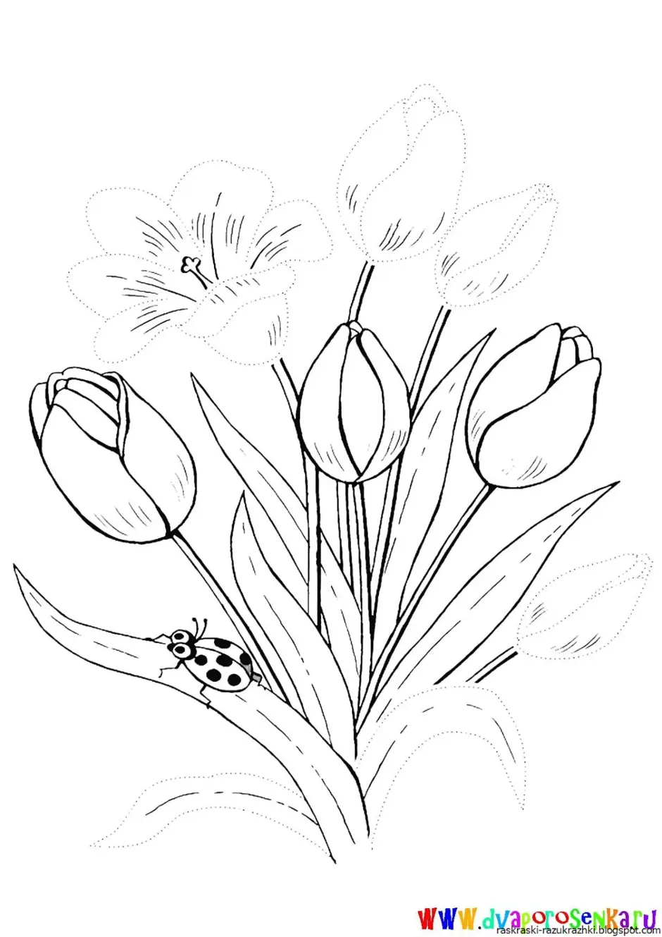 Как нарисовать весенние цветы. Тюльпан Шренка раскраска. Весенние цветы раскраска. Тюльпан раскраска. Весенние цветы раскраска для детей.