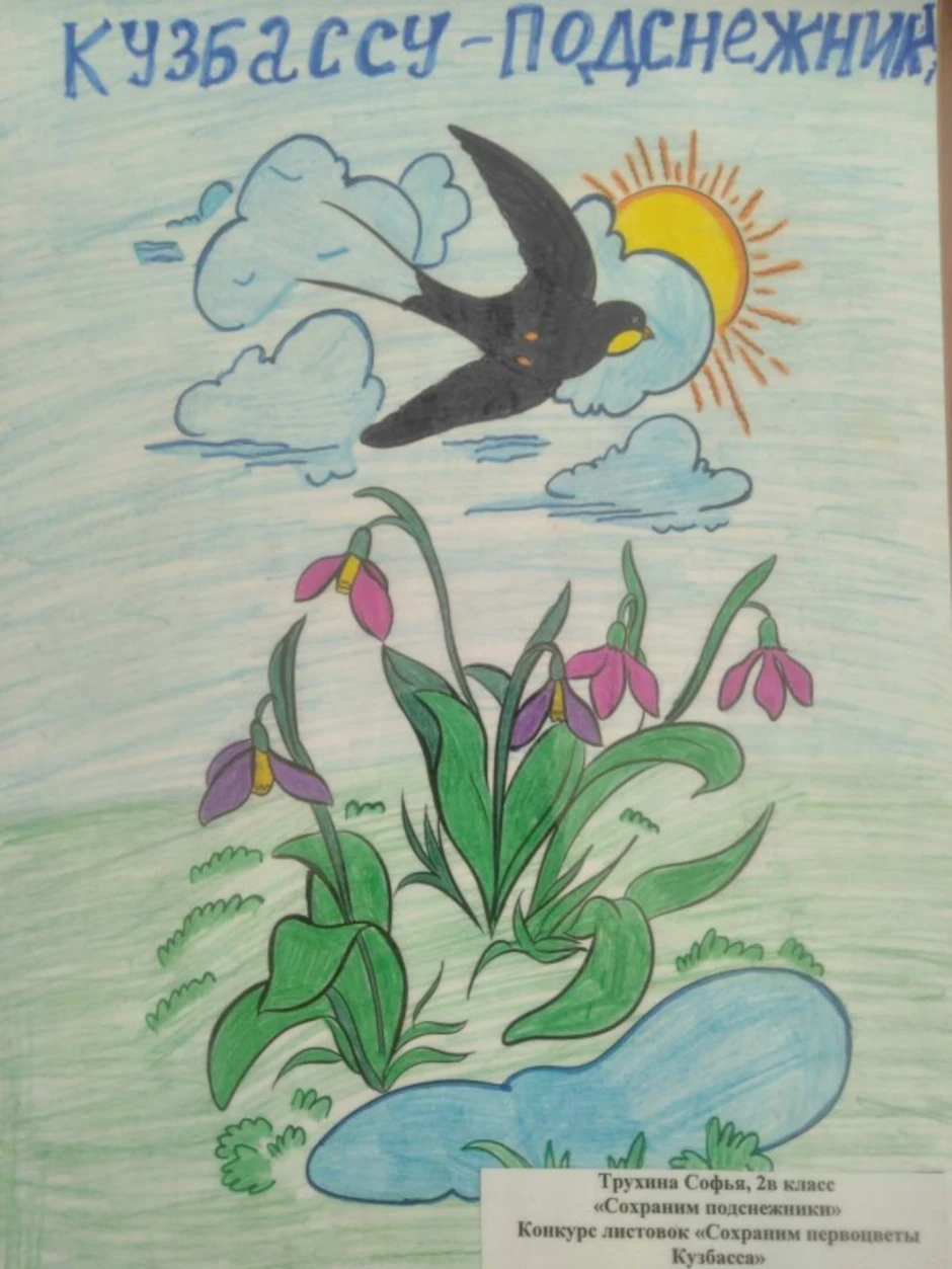 Плакат первоцветы. Рисунок на тему первоцветы. Первоцветы рисунок для детей. Сохраним первоцветы. Сбережем первоцветы.