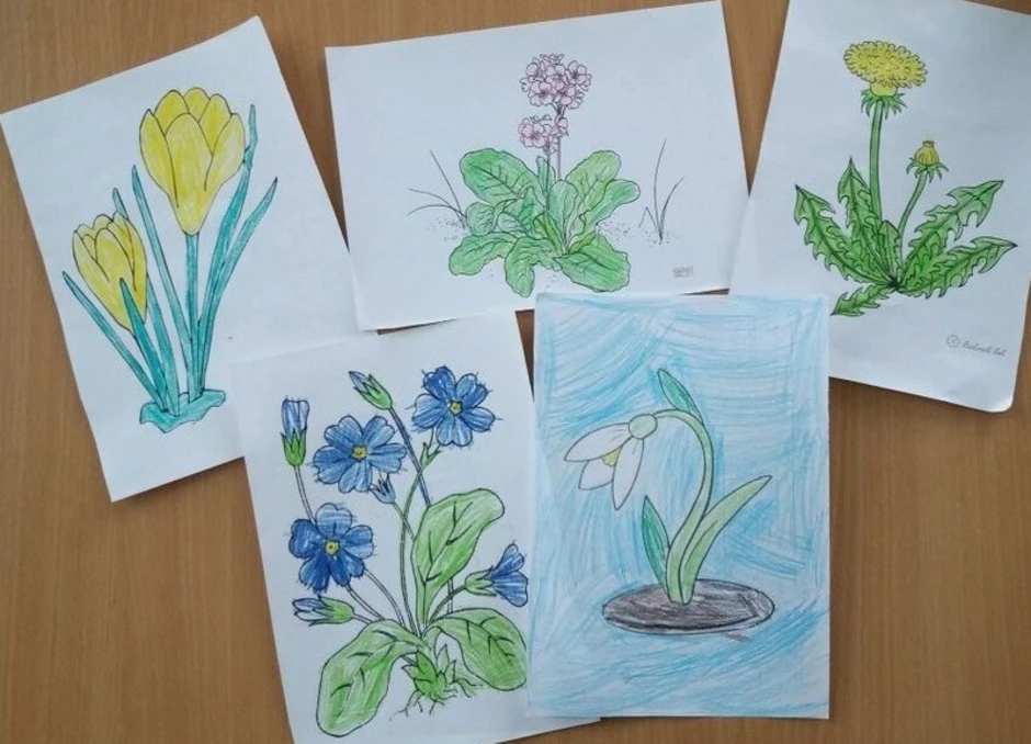 Первоцветы рисунок для детей. Рисование первоцветы.