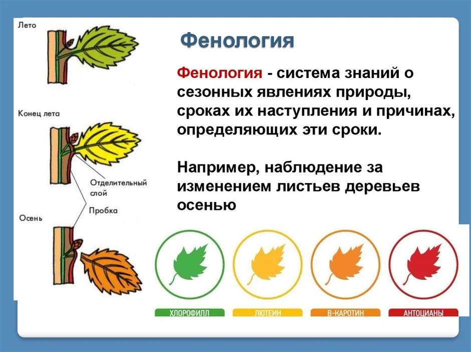 Сезонные изменения в живой природе презентация 9 класс