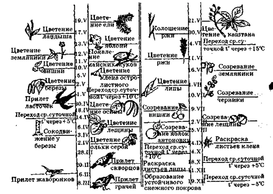 Фенологический дневник по биологии 5 класс образец