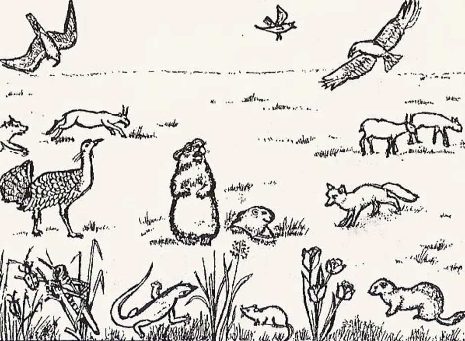 Задание по теме природные сообщества. Растения и животные рисунок. Рисунок природной зоны. Рисунки животных с растительностью. Растительный и животный мир рисунок.