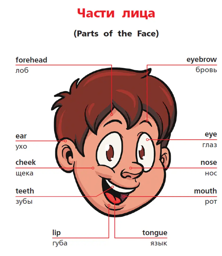 Части лица картинки