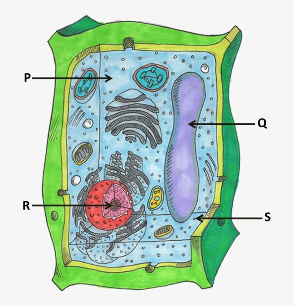Сделать рисунок строения растительной клетки. Живые клетки растений. Строение растительной клетки рисунок. Клетка растения рисунок биология. Растительная клетка растения.