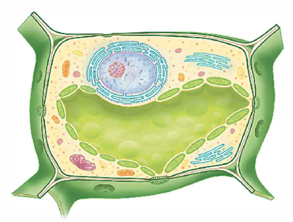 Растительная клетка 5 класс биология. Рисунок растительной клетки 5 класс биология. Строение растительной клетки 5 класс биология рисунок. Строение растительной клетки 6 класс биология.