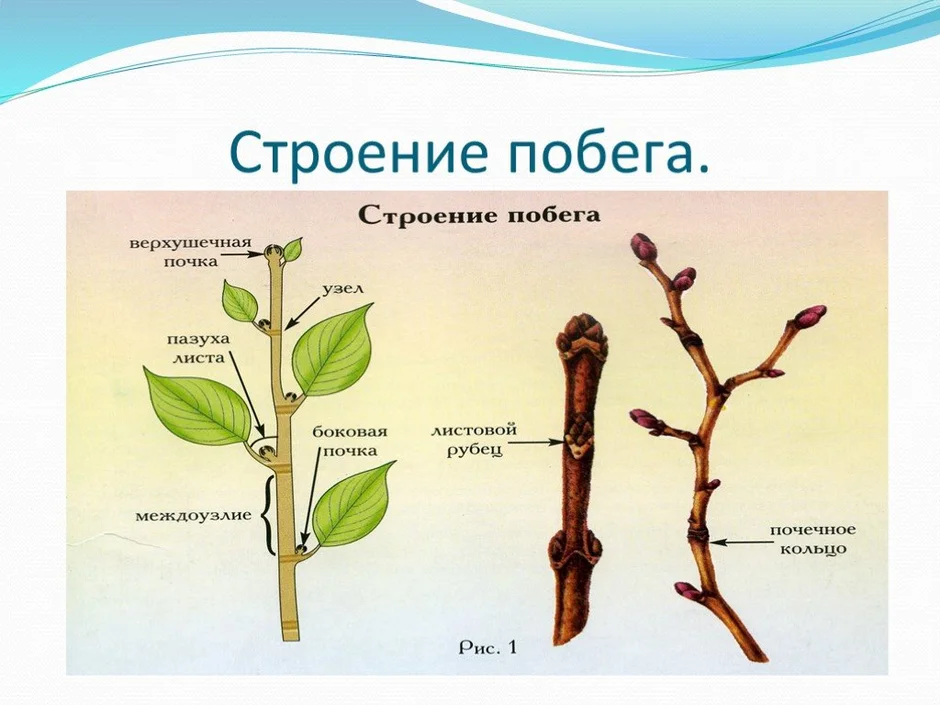 Схема побега цветкового растения